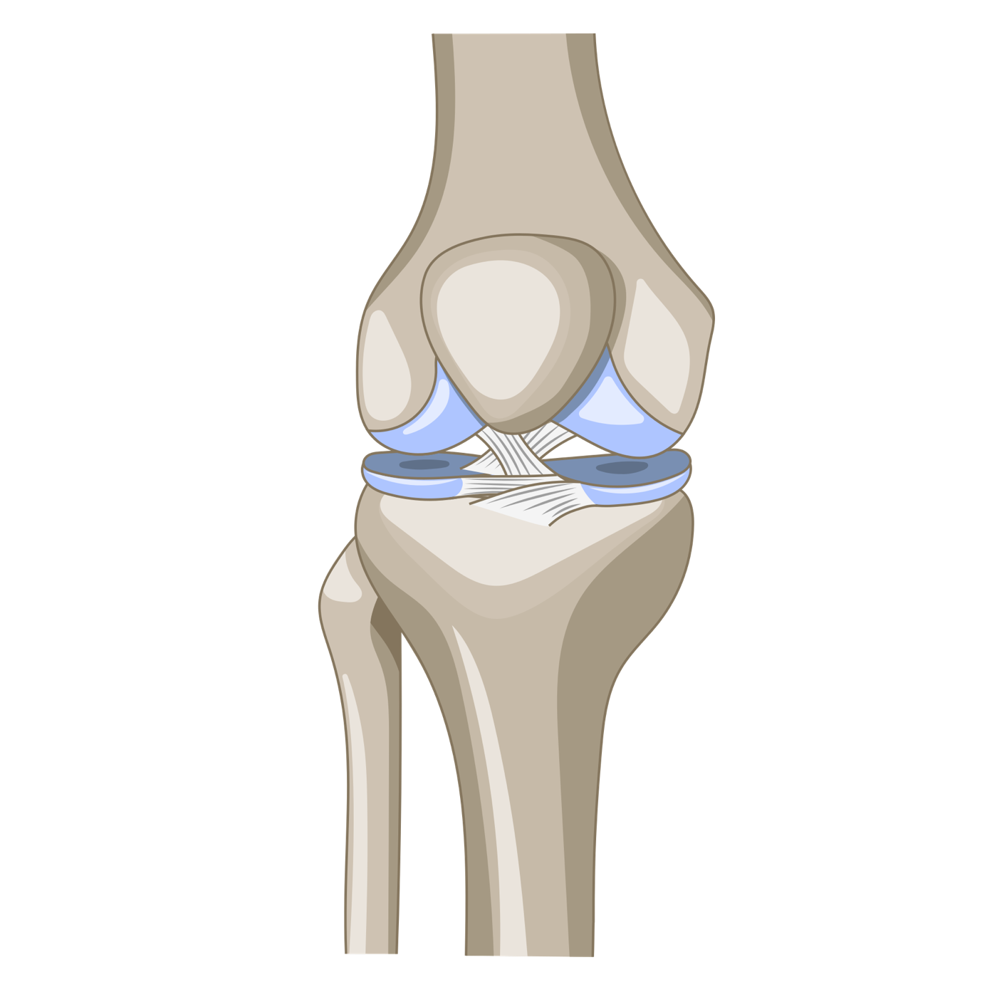 A healthy knee joint seen from the front: strong bone with smooth cushioning where the bones meet.