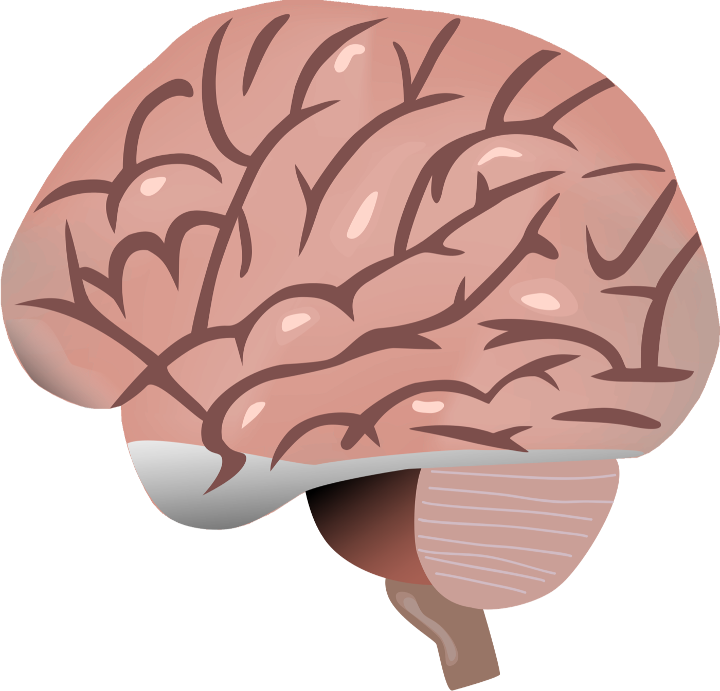 A healthy human brain seen from the side, with its soft folds, the cerebellum, and the brainstem.
