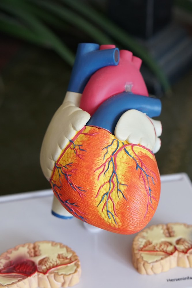 A patient in a cardiac recovery session, monitored and guided