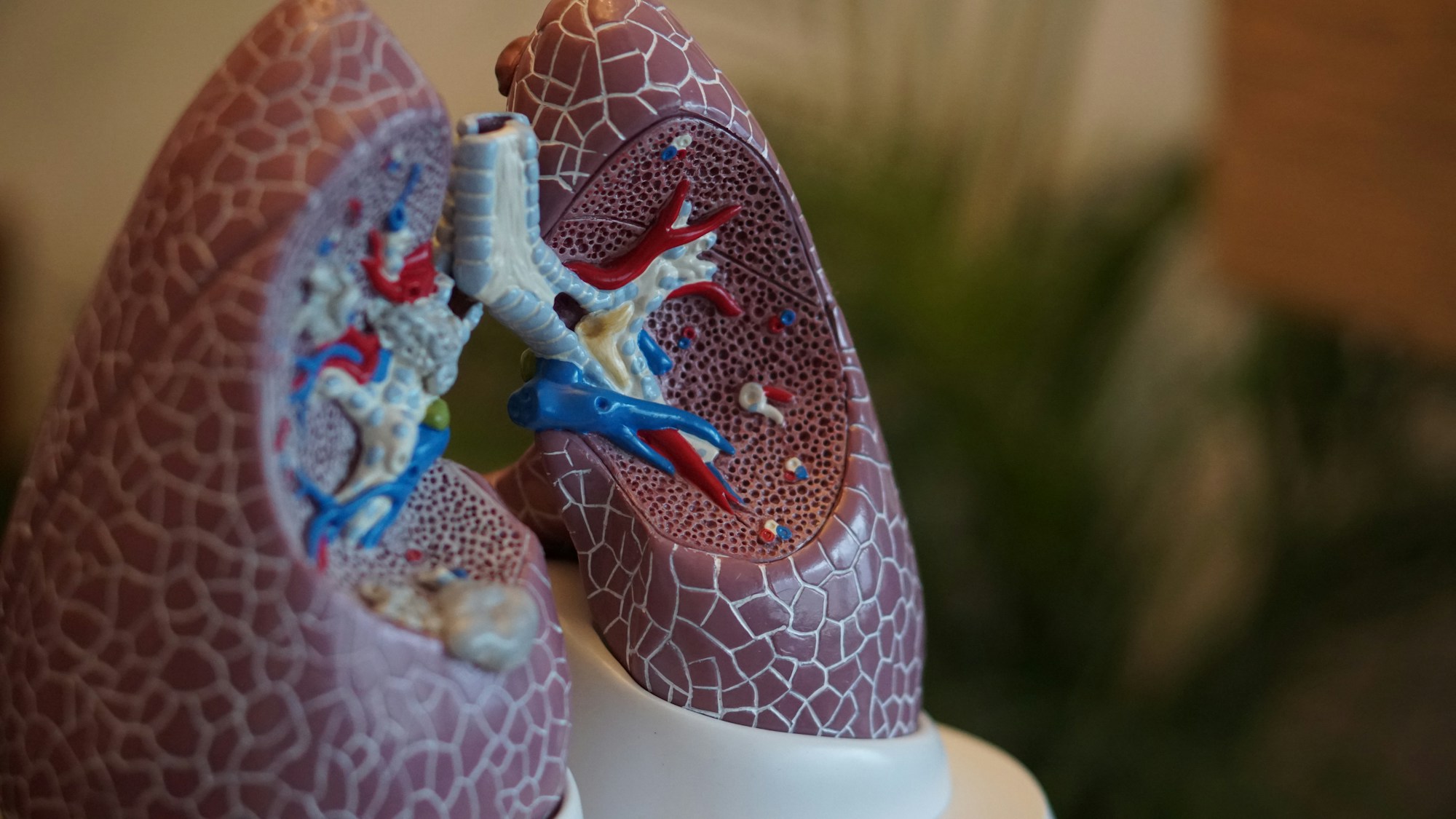 Anatomical model of the human lungs used in respiratory education